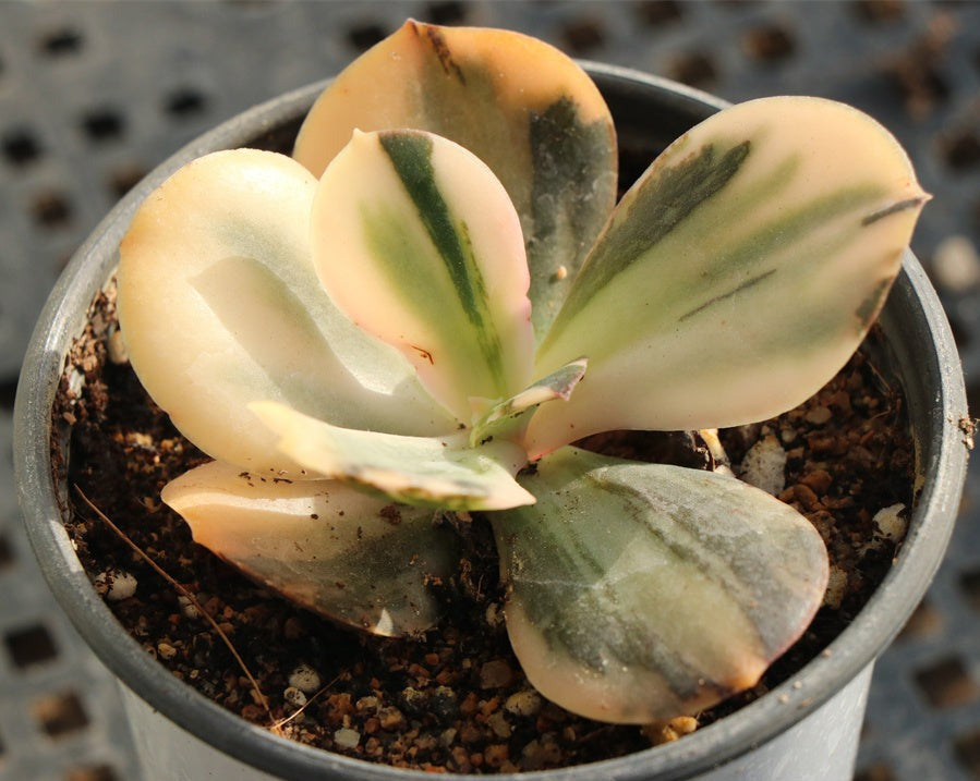 Echeveria Fasciculata variegated modona