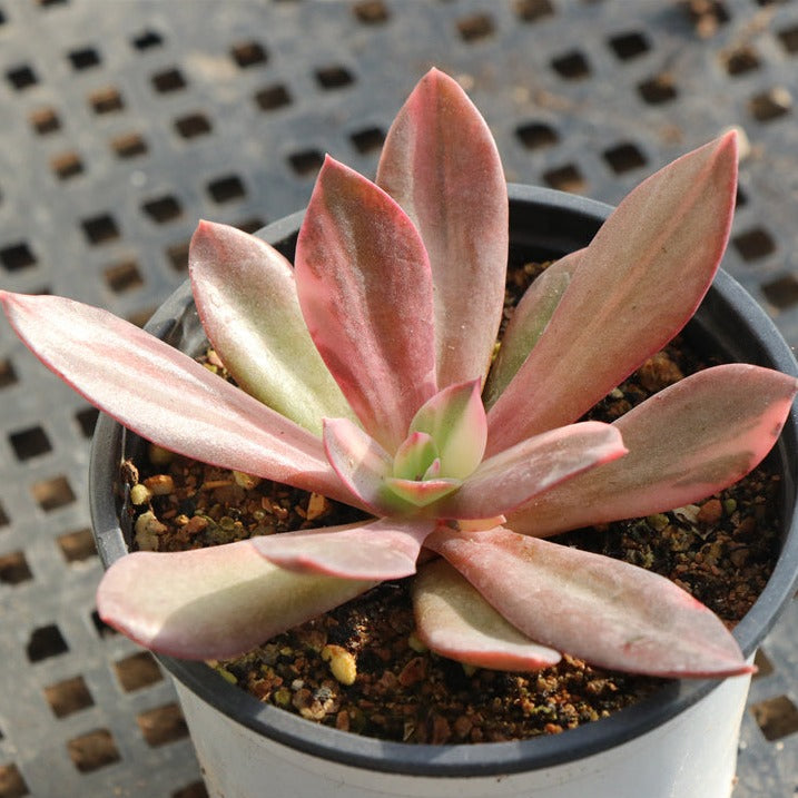 Echeveria CV. Hanaikada variegated pot size 9cm