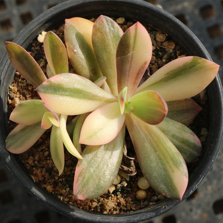 hanaikada succulent Echeveria CV. Hanaikada variegated pot size 9cm