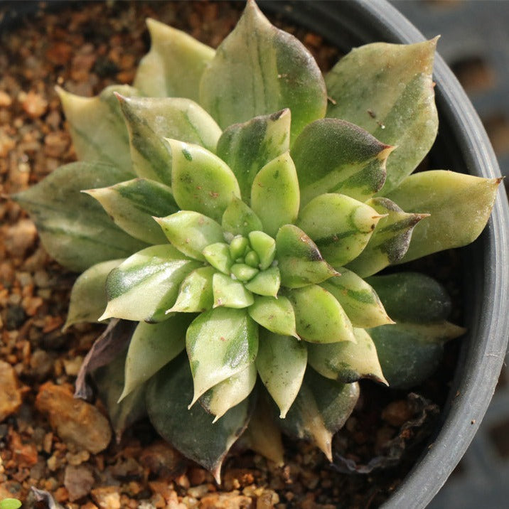 variegated black prince echeveria #succulent Echeveria 'Black Prince' variegated pot size 9cm – Senyang Horticulture