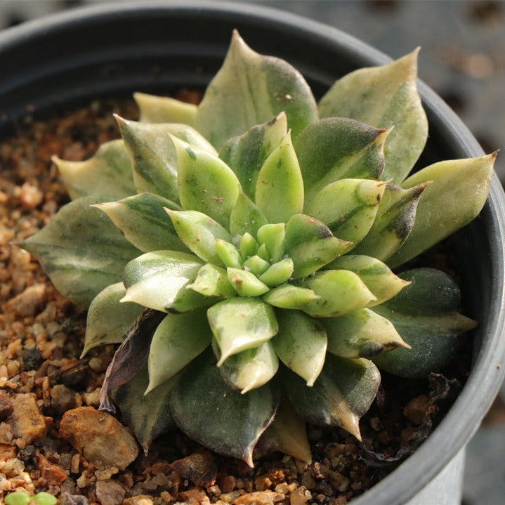 Echeveria 'BlackPrince’ variegated pot size 9cm