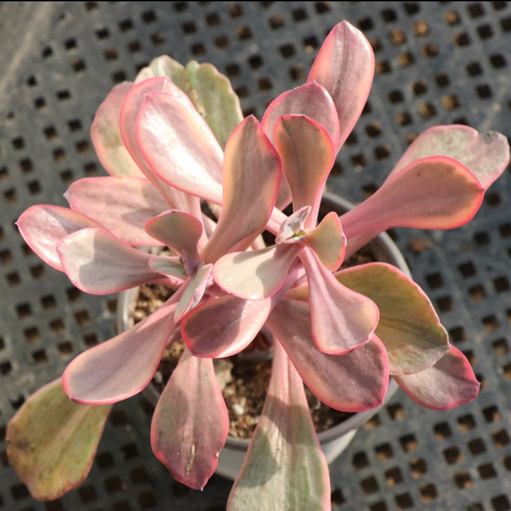 angel succulent plant Echeveria Angel wings variegated pot size 12cm – Senyang Horticulture
