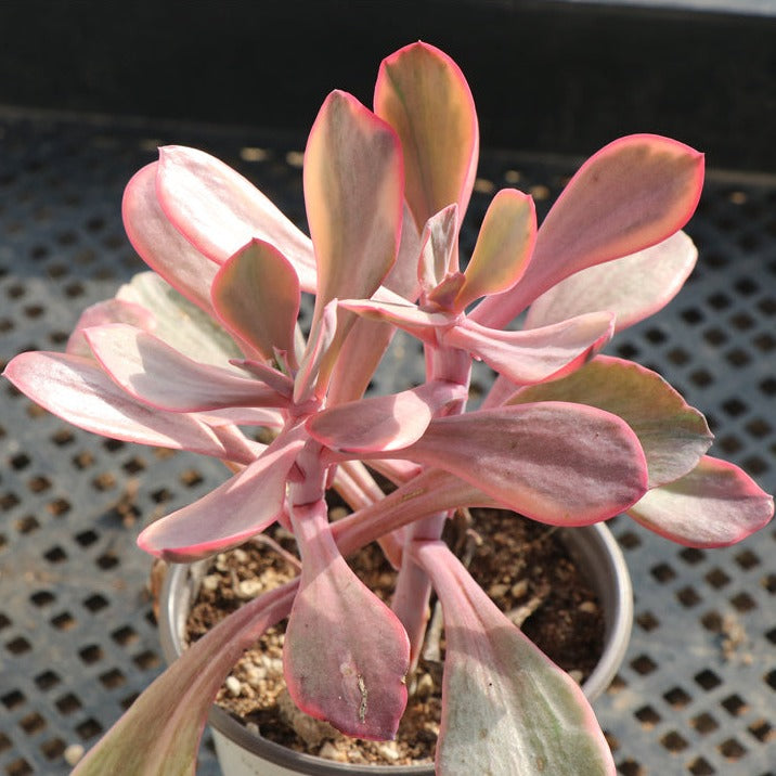Echeveria Angel wings variegated pot size 12cm