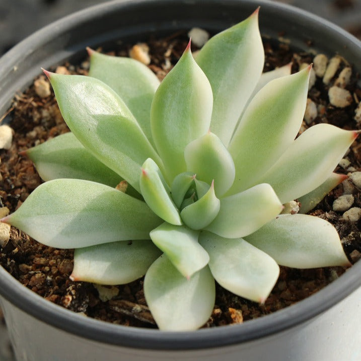 Echeveria Chihuahuaensis variegated pot size 9cm