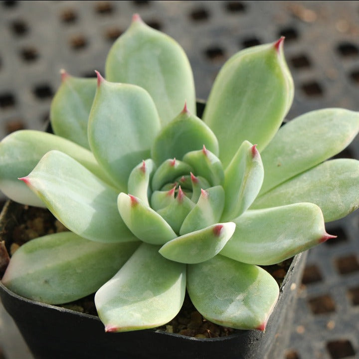Echeveria Chihuahuaensis variegated pot size 9cm
