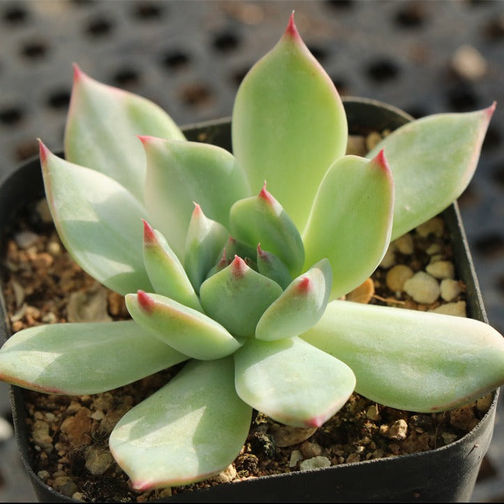 Echeveria Chihuahuaensis variegated pot size 9cm