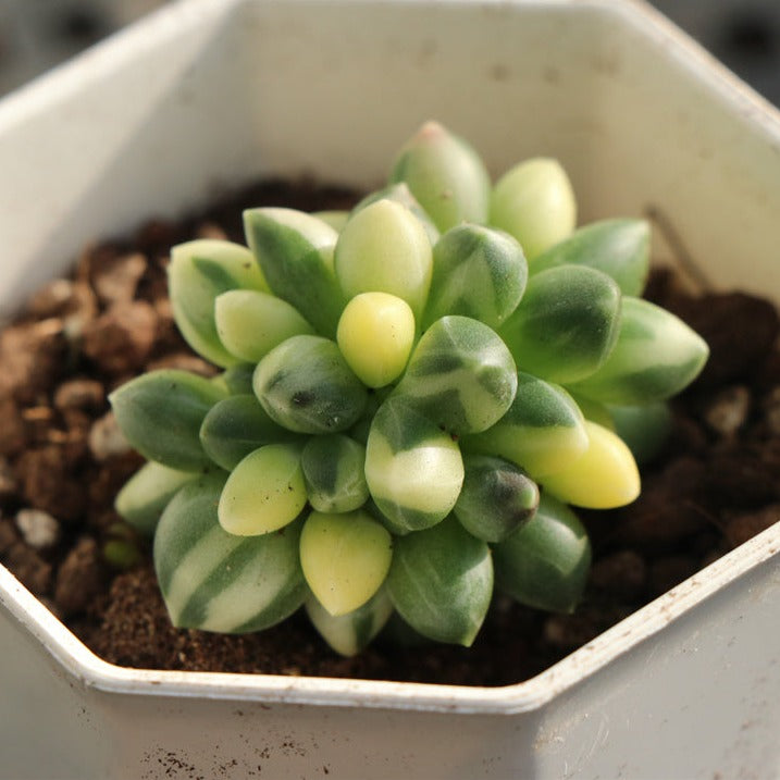 Pachyphytum Compactum variegated pot size 6.5cm