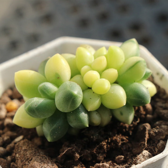 Pachyphytum Compactum variegated pot size 6.5cm