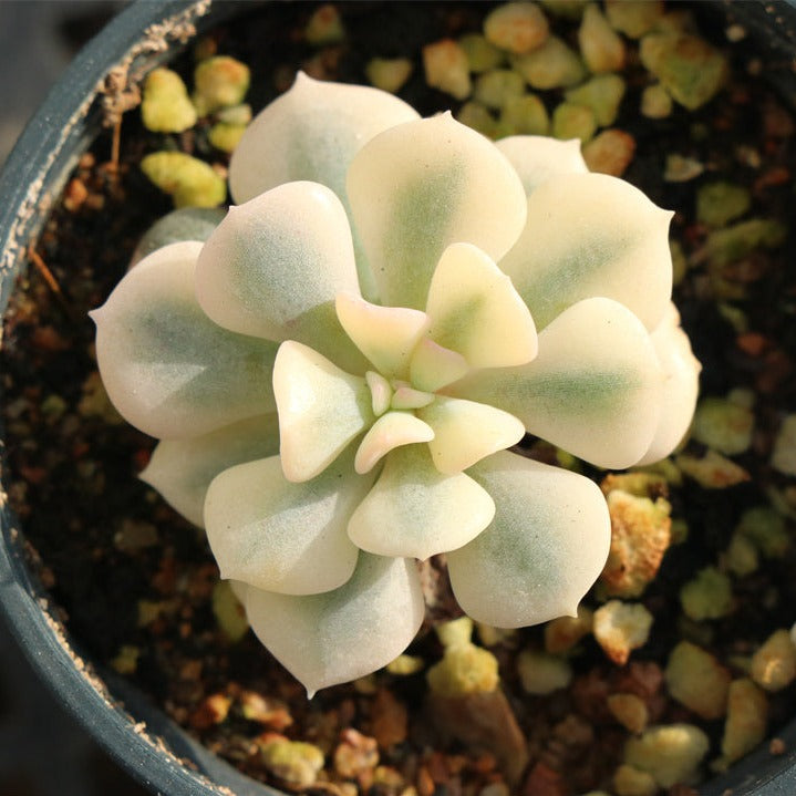 Echeveria Exotic variegated pot size 6.5cm