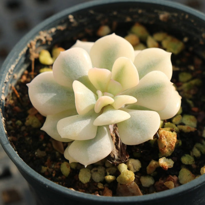 Echeveria Exotic variegated pot size 6.5cm