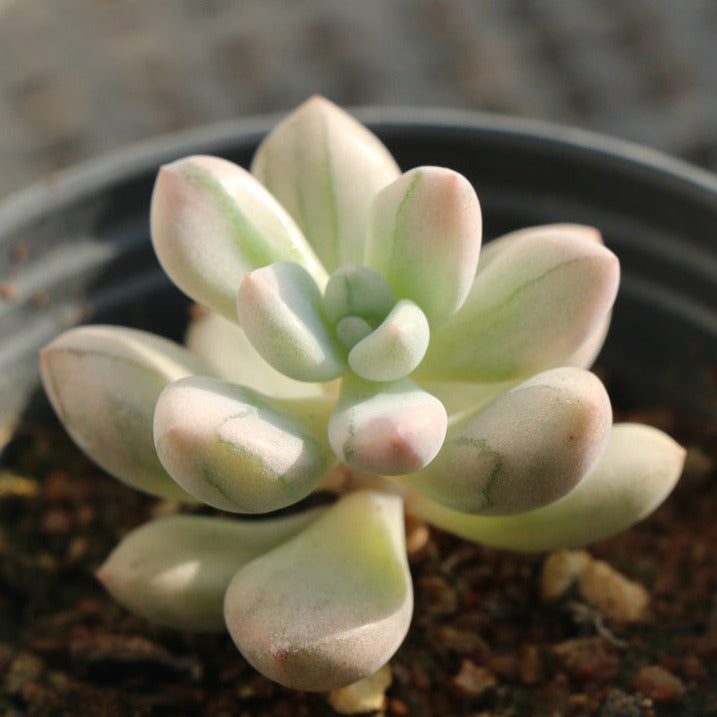 Graptoveria Opalina variegated pot size 9cm