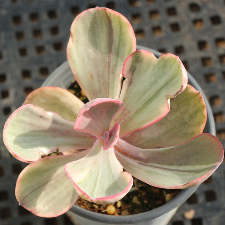 echeveria blue rose succulent Echeveria Blue rose variegated pot size 9cm
