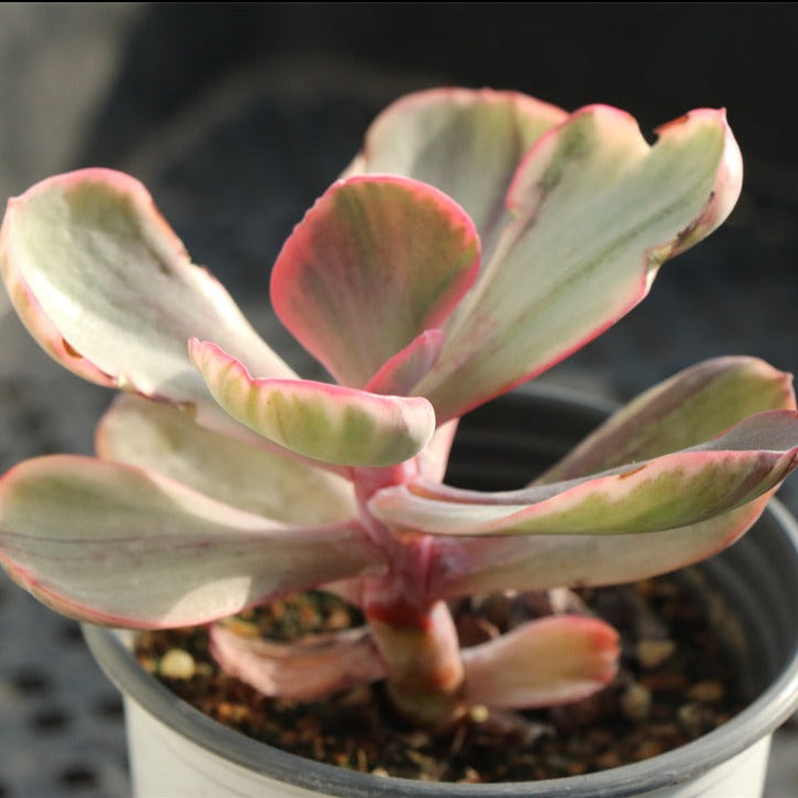 Echeveria Blue rose variegated pot size 9cm