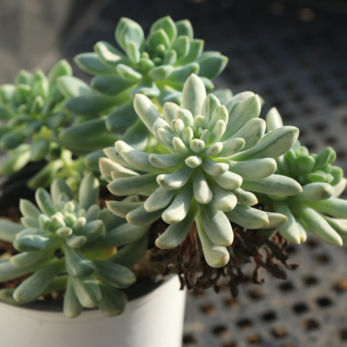 Echeveria CV. Blue apple variegated pot size 9cm