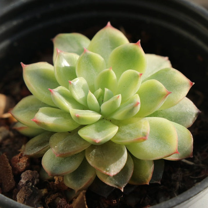 Echeveria Rare variegated succulents (麦比娜)