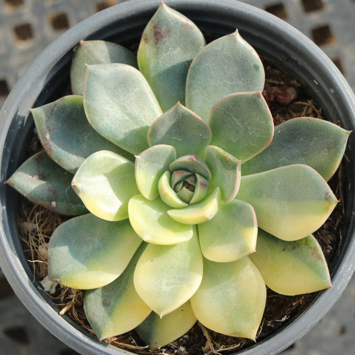 rare variegated succulents Echeveria Rare variegated succulents (血笨巴)