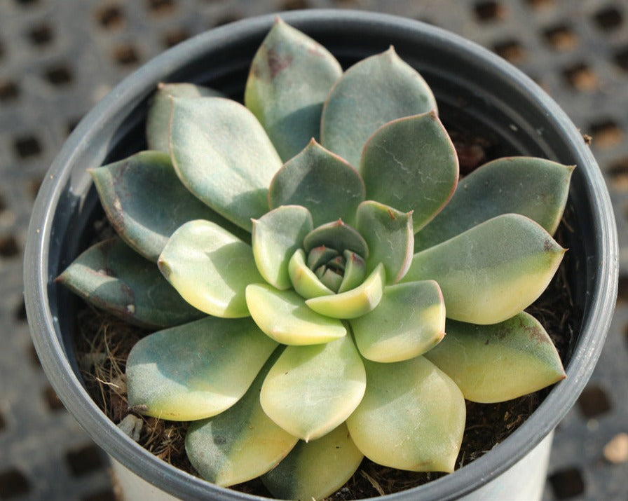 Echeveria Rare variegated succulents (血笨巴)