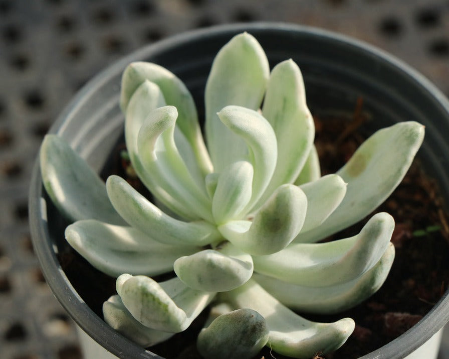 Echeveria Rare variegated Succulents