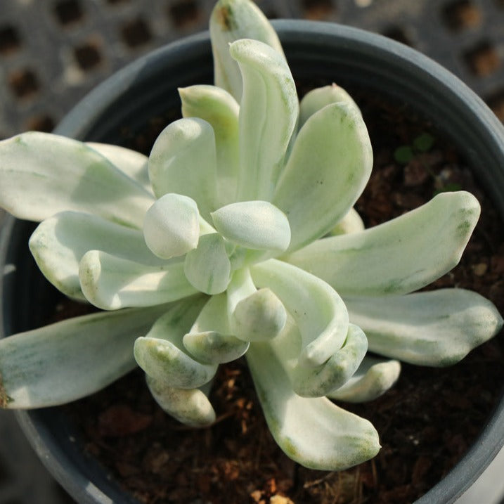 rare variegated succulents Echeveria Rare variegated succulents (咒语)