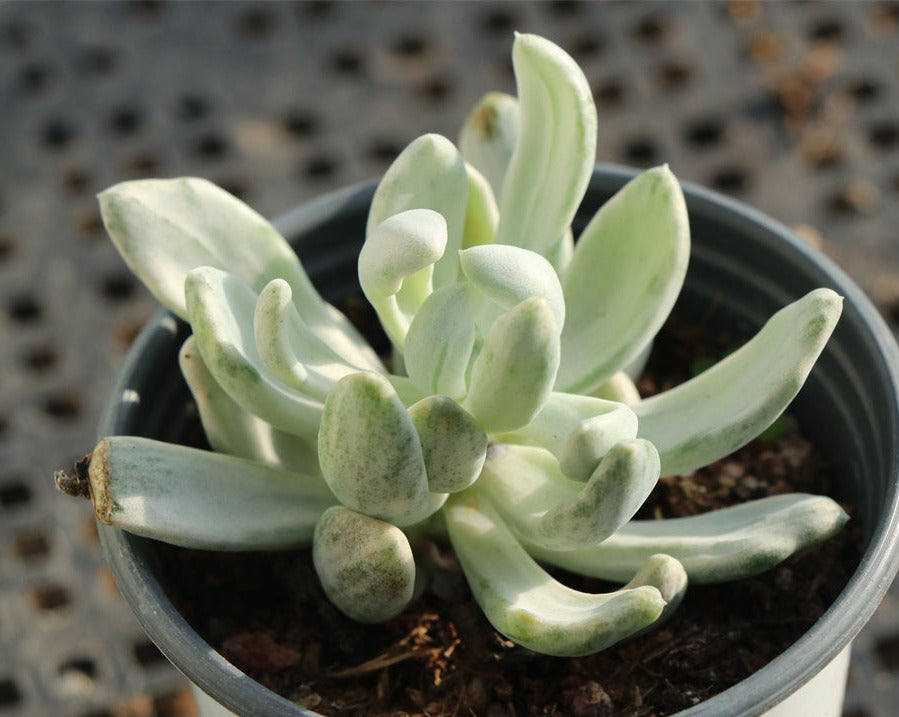 Echeveria Rare variegated succulents