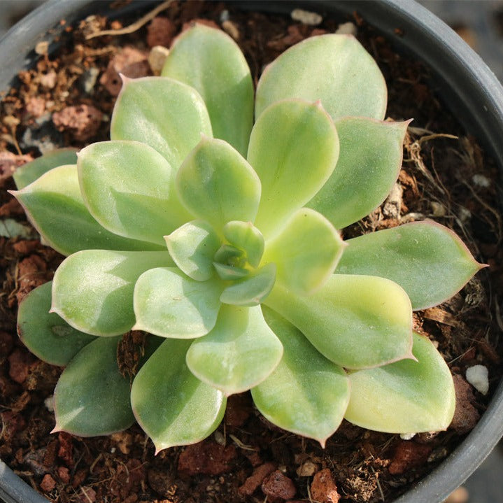green goddess succulent Echeveria 'Moon Fairy' variegated 9cm – Senyang Horticulture