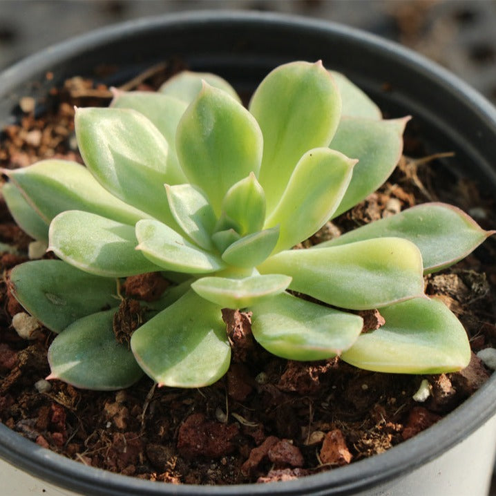 Echeveria 'Moon Fairy' variegated 9cm