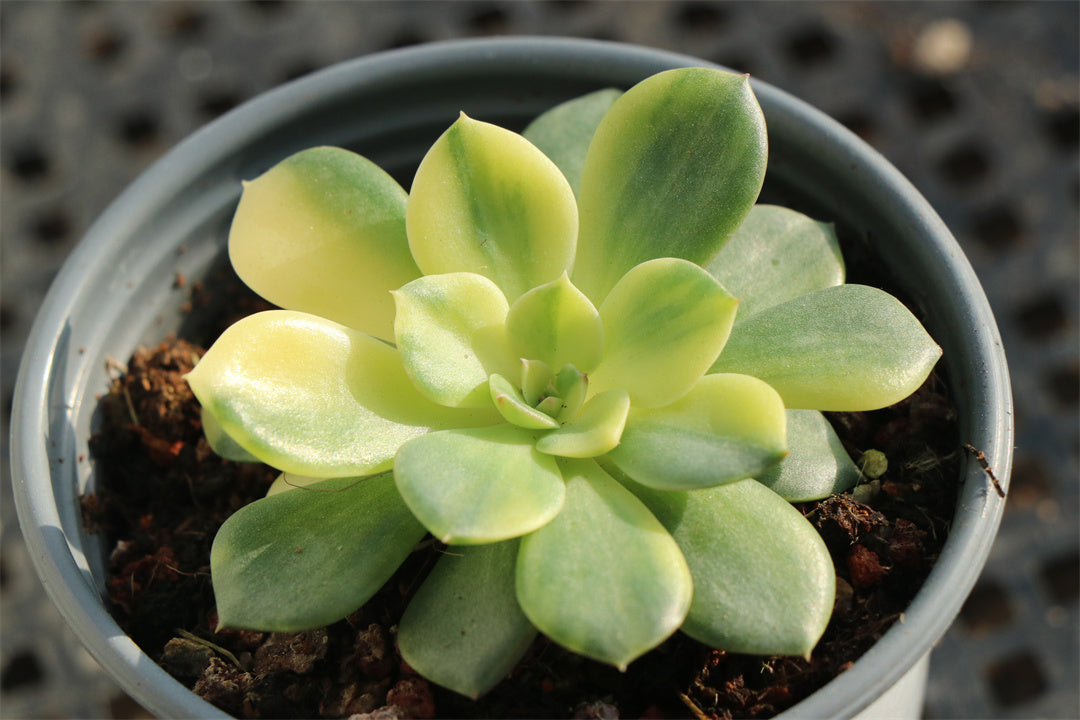 Echeveria 'Moon Fairy' variegated 9cm