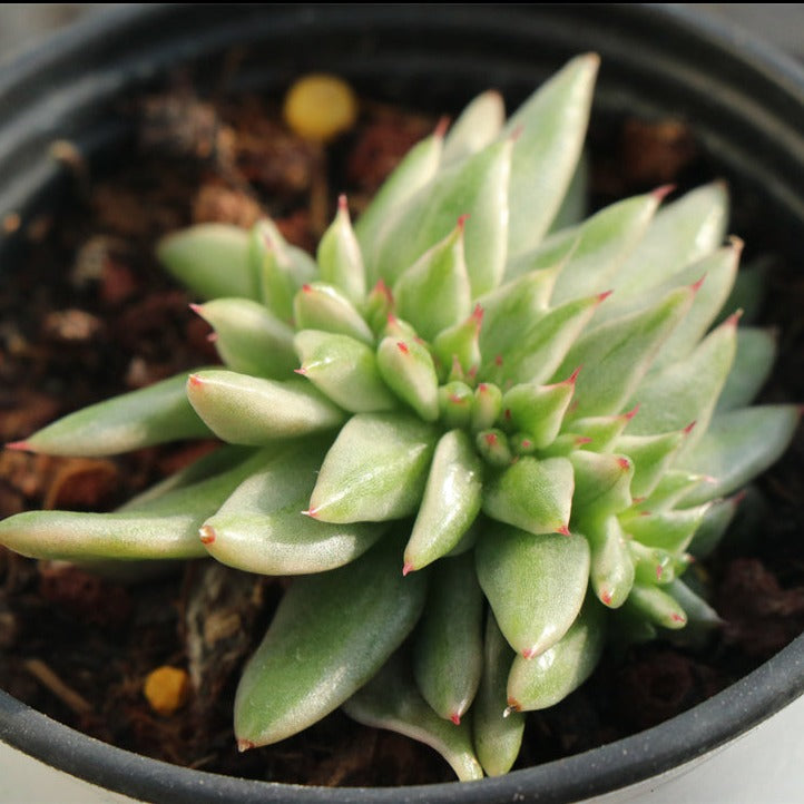 Echeveria Cristata succulents pot size 9cm(艾克混缀化)
