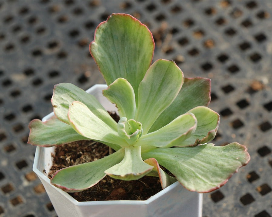 Echeveria Rare variegated succulents (粉曼吉)