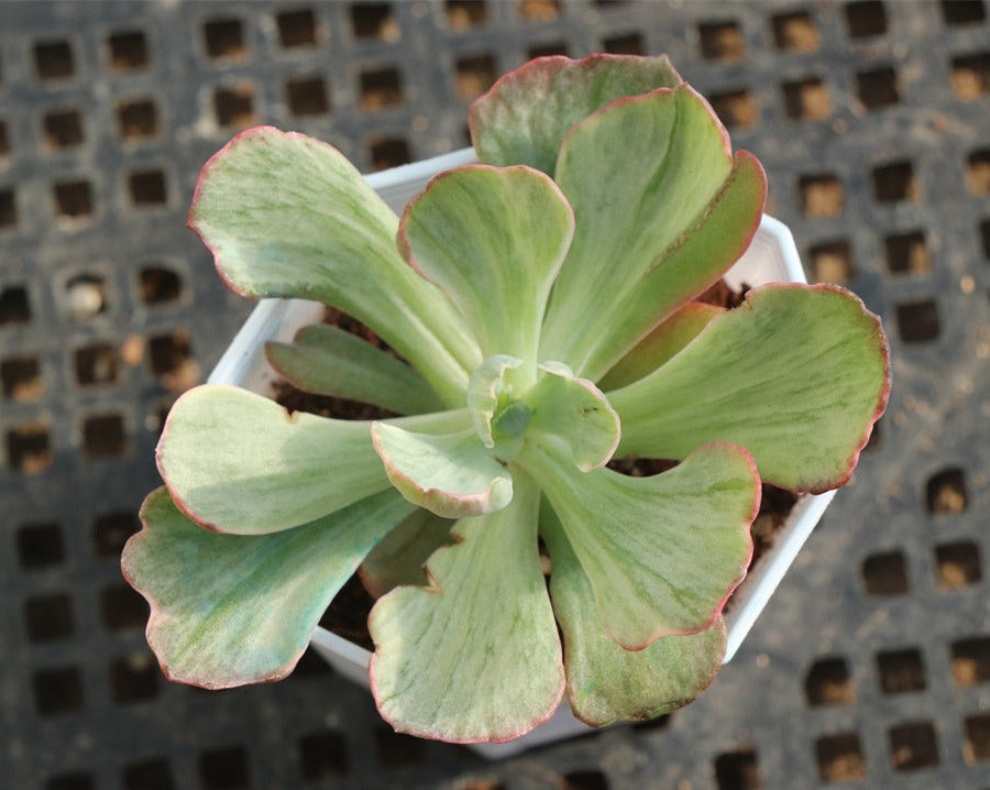 Echeveria Rare variegated succulents (粉曼吉)