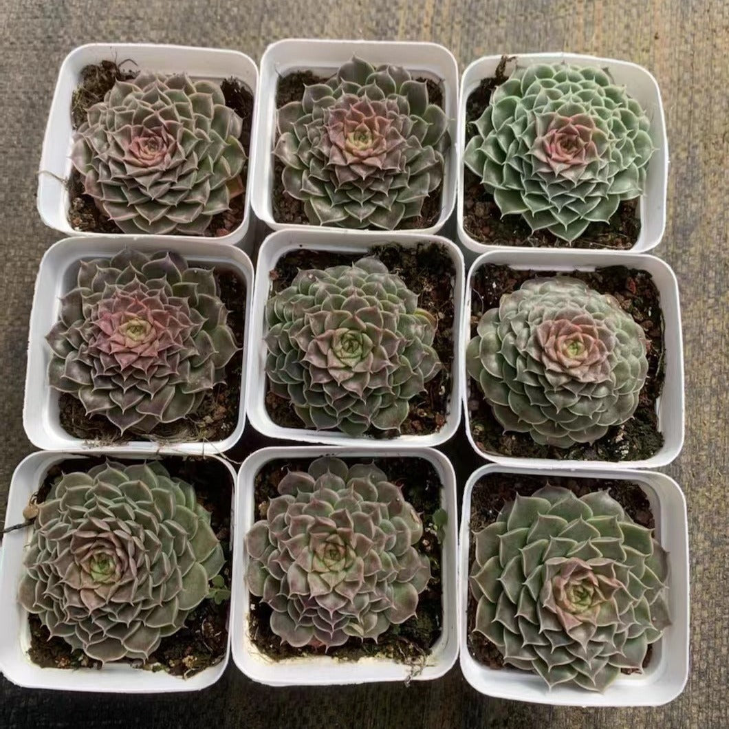 Echeveria Melaleuca Tower single head