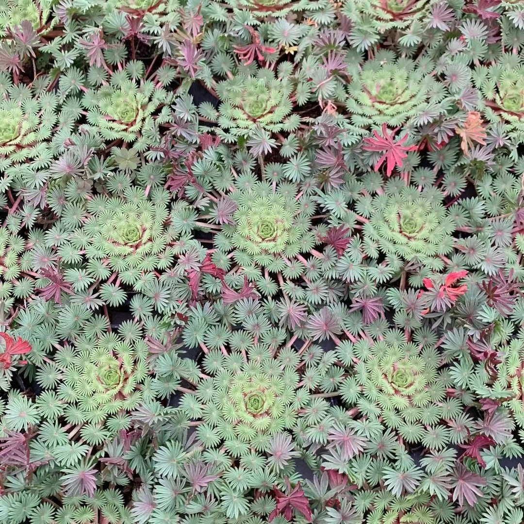 Oxalis corniculata L. 8cm