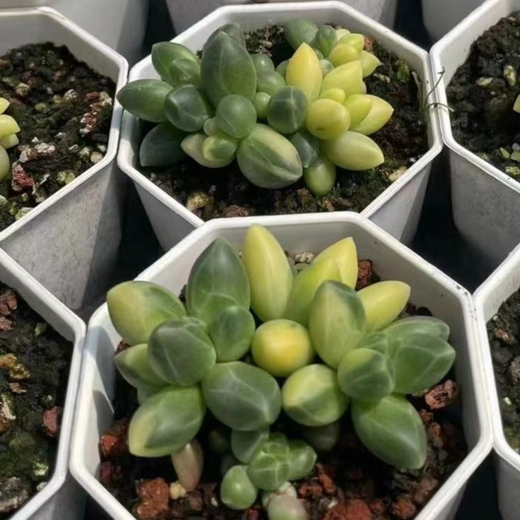 Pachyphytum Compactum Variegated-Senyang Horticulture