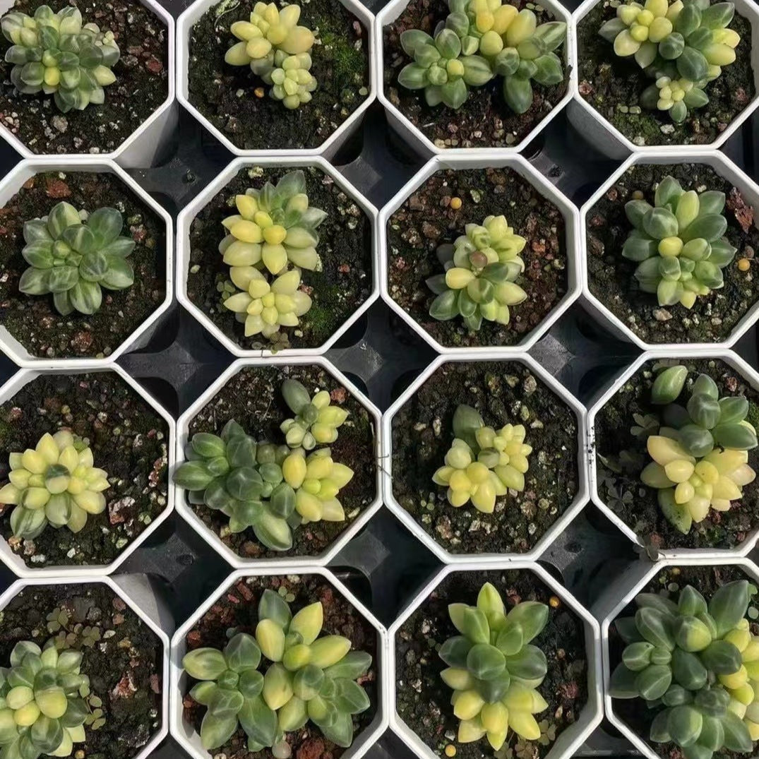 Pachyphytum Compactum Variegated-Senyang Horticulture