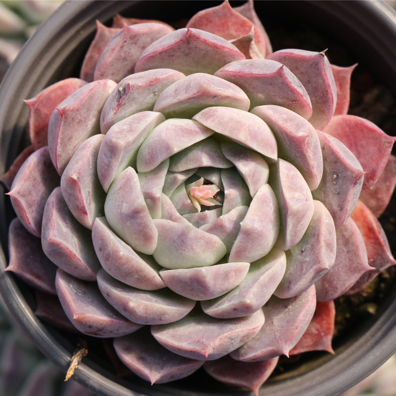 Echeveria Poseidon - Senyang Horticulture