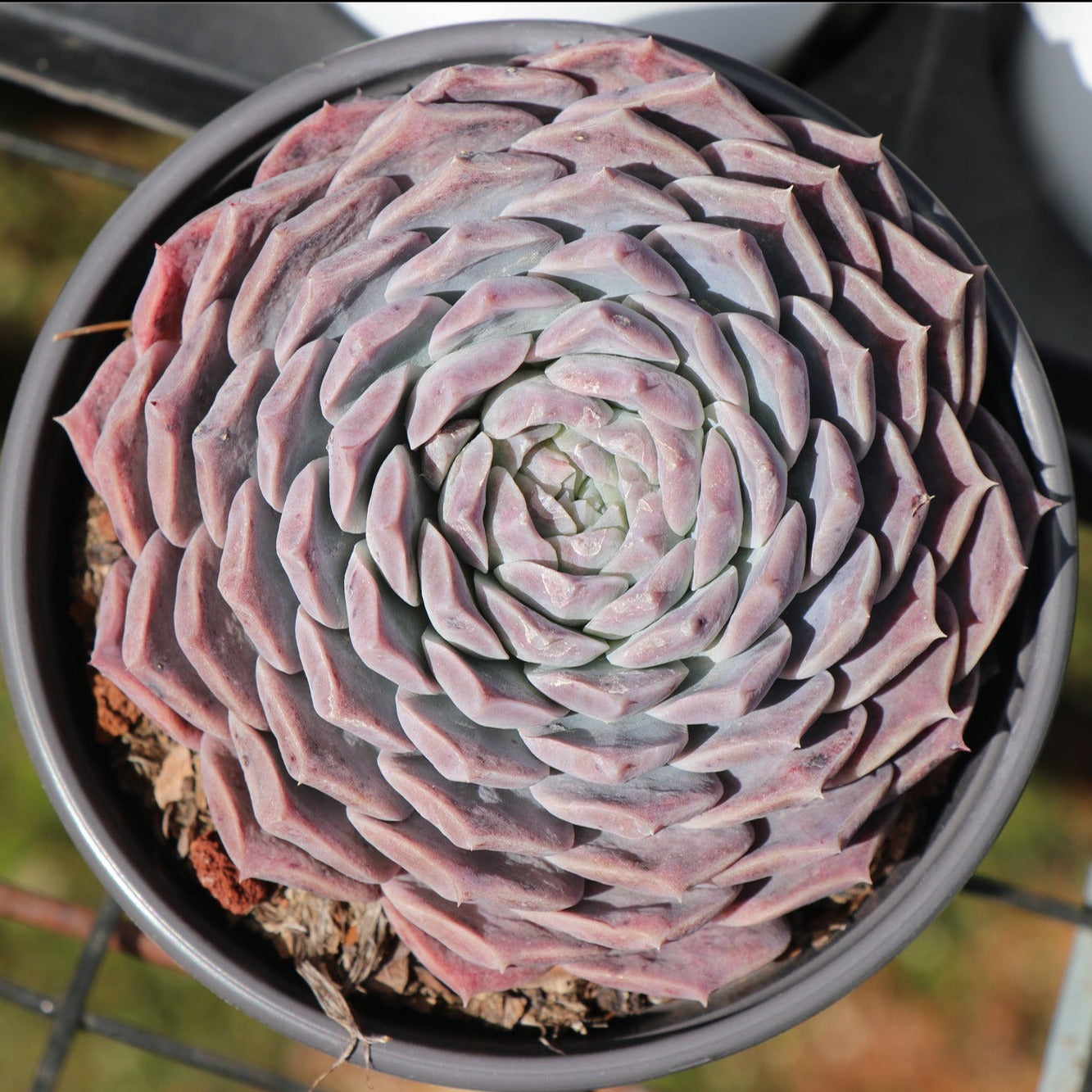 Echeveria Poseidon - Senyang Horticulture