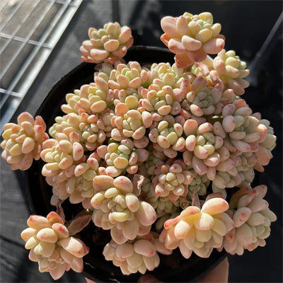 Sedum clavatum Cluster-Senyang Horticulture