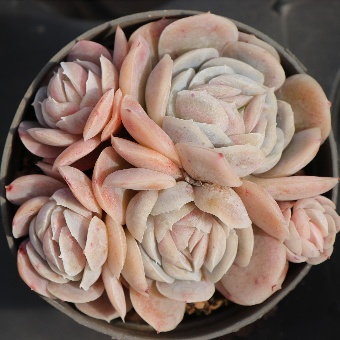 Echeveria Sina-Senyang Horticulture