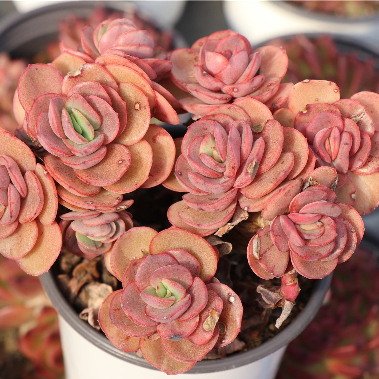 Echeveria Suyon Cluster-Senyang Horticulture