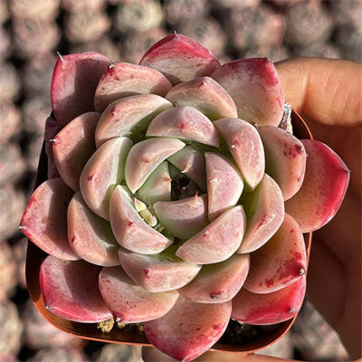 Echeveria Wishes-Senyang Horticulture