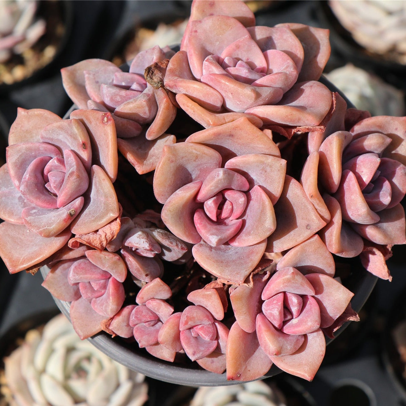 Graptoveria Gypsy Cluster-Senyang Horticulture