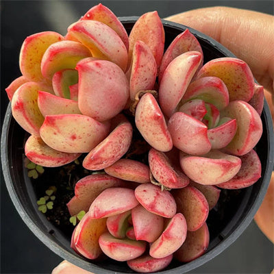 Echeveria Sharp Cluster -Senyang Horticulture