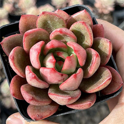 sharp succulent Echeveria Sharp 7cm – Senyang Horticulture