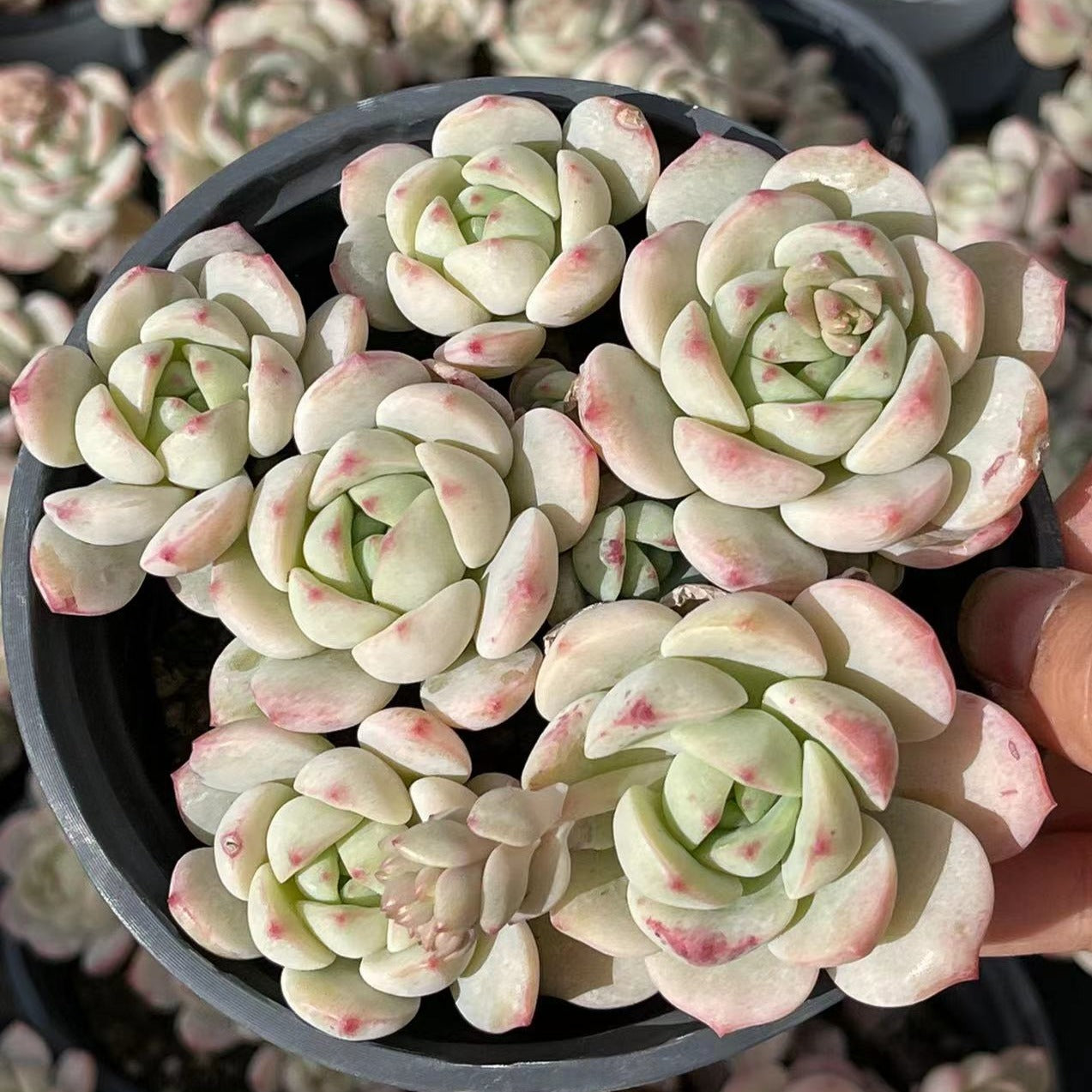 sedeveria hybrid succulent x Sedeveria Pudgy Cluster 12cm – Senyang Horticulture