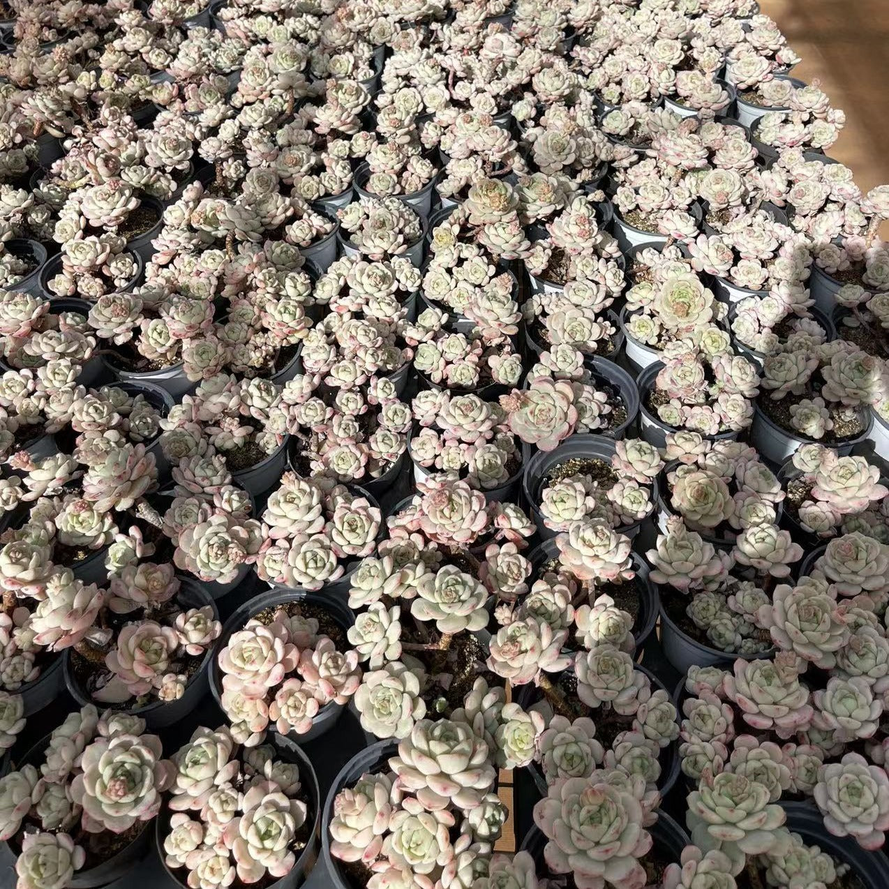 x Sedeveria Pudgy Cluster - Senyang Horticulture