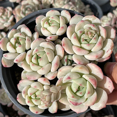 xSedeveria Pudgye Cluster-Senyang Horticulture