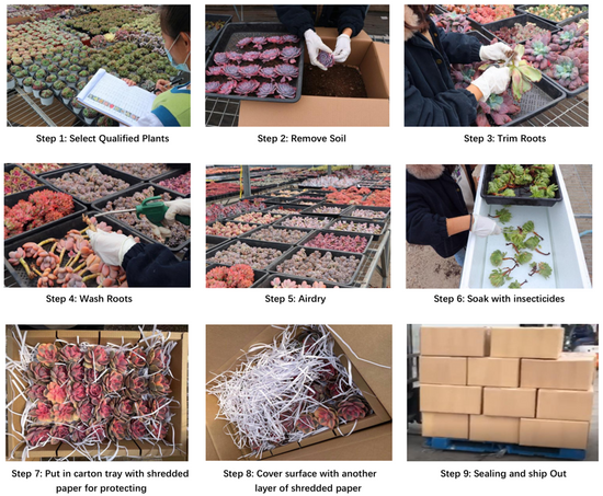 Senyang Horticulture packing