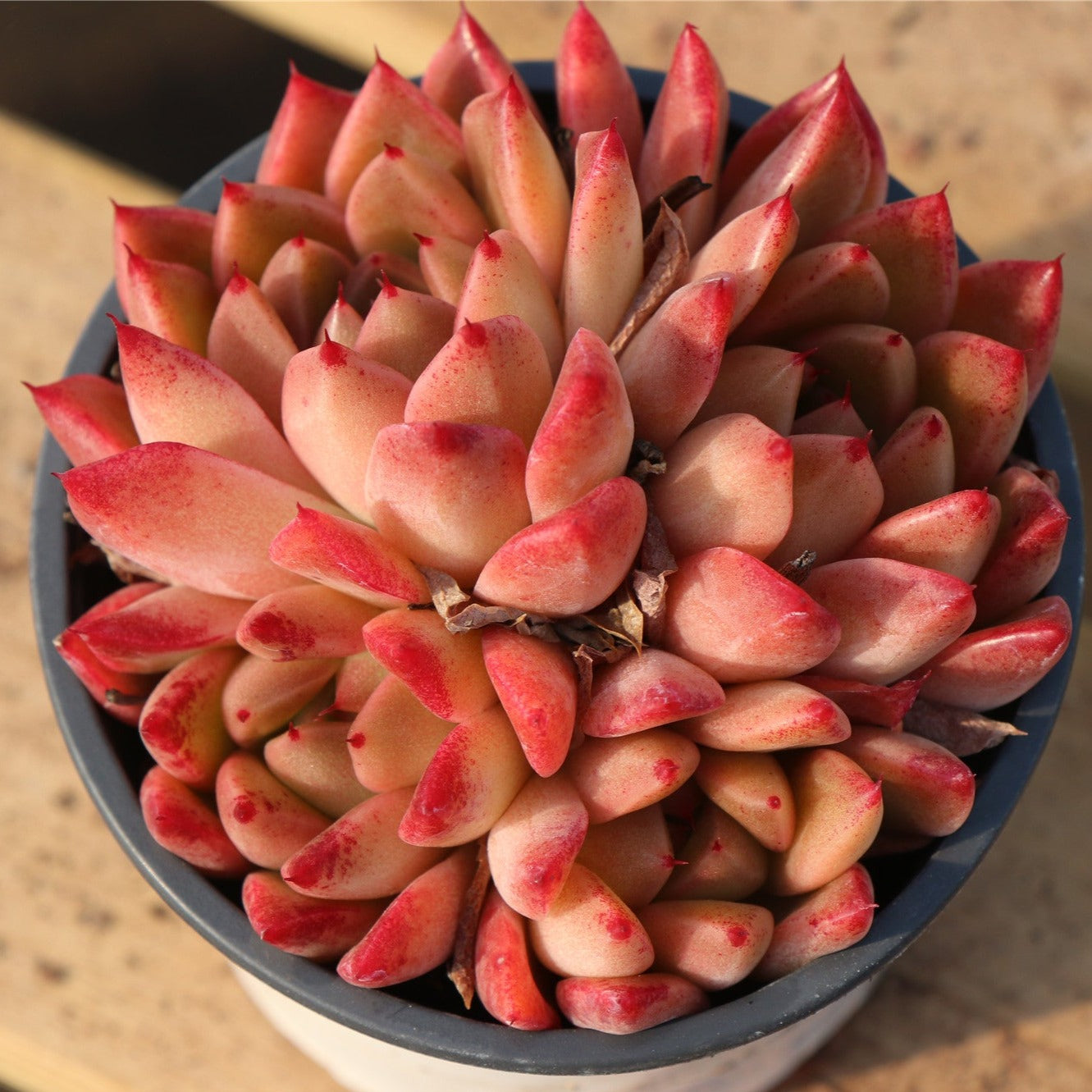 Echeveria Quartz Cluster-Senyang Horticulture