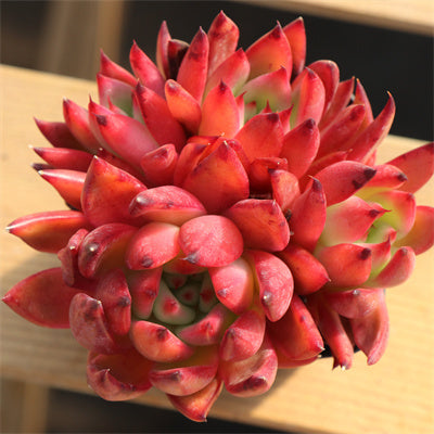 Echeveria Frank Cluster-Senyang Horticulture