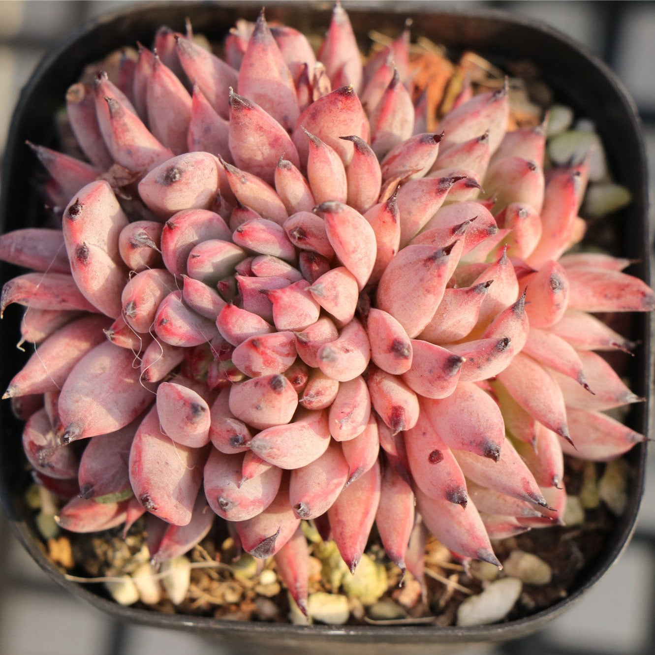 Echeveria Lute Cluster-Senyang Horticulture